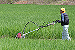 田んぼの畦の草刈り